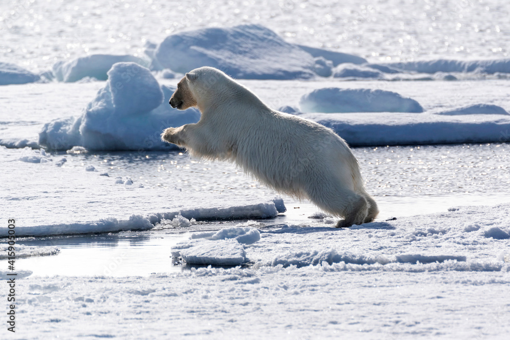 North of Svalbard, pack ice. A polar bear jumping over an open lead of water in the ice.