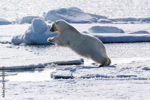 North of Svalbard  pack ice. A polar bear jumping over an open lead of water in the ice.