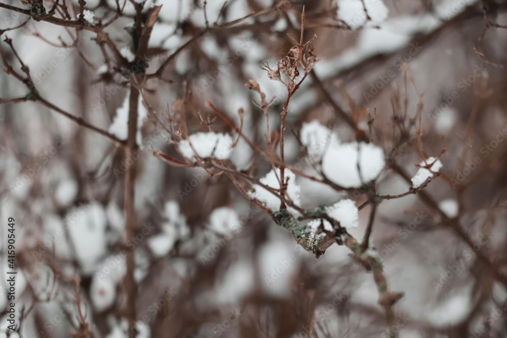 snow covered branches snow covered branches