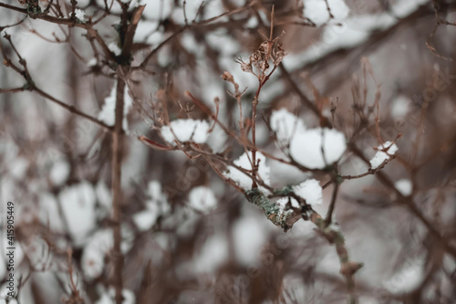 snow covered branches © Julia Pokutnya