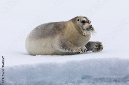 North of Svalbard, the pack ice. A portrait of a young bearded seal hauled out on the pack ice.