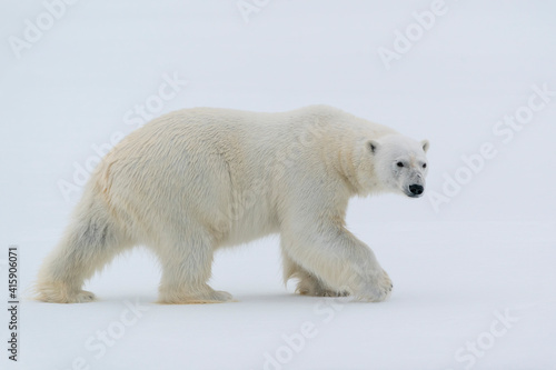 North of Svalbard, pack ice. A portrait of a polar bear on a large slab of ice.