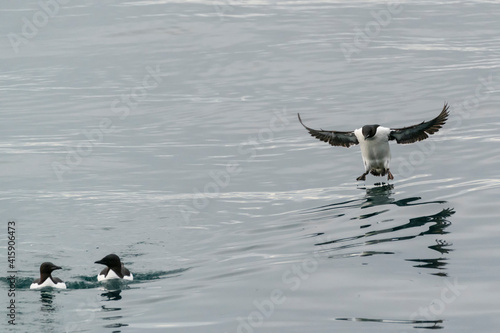 Svalbard, Spitsbergen, bird cliffs of Alkefjellet. A common murre comes in for an awkward landing. photo