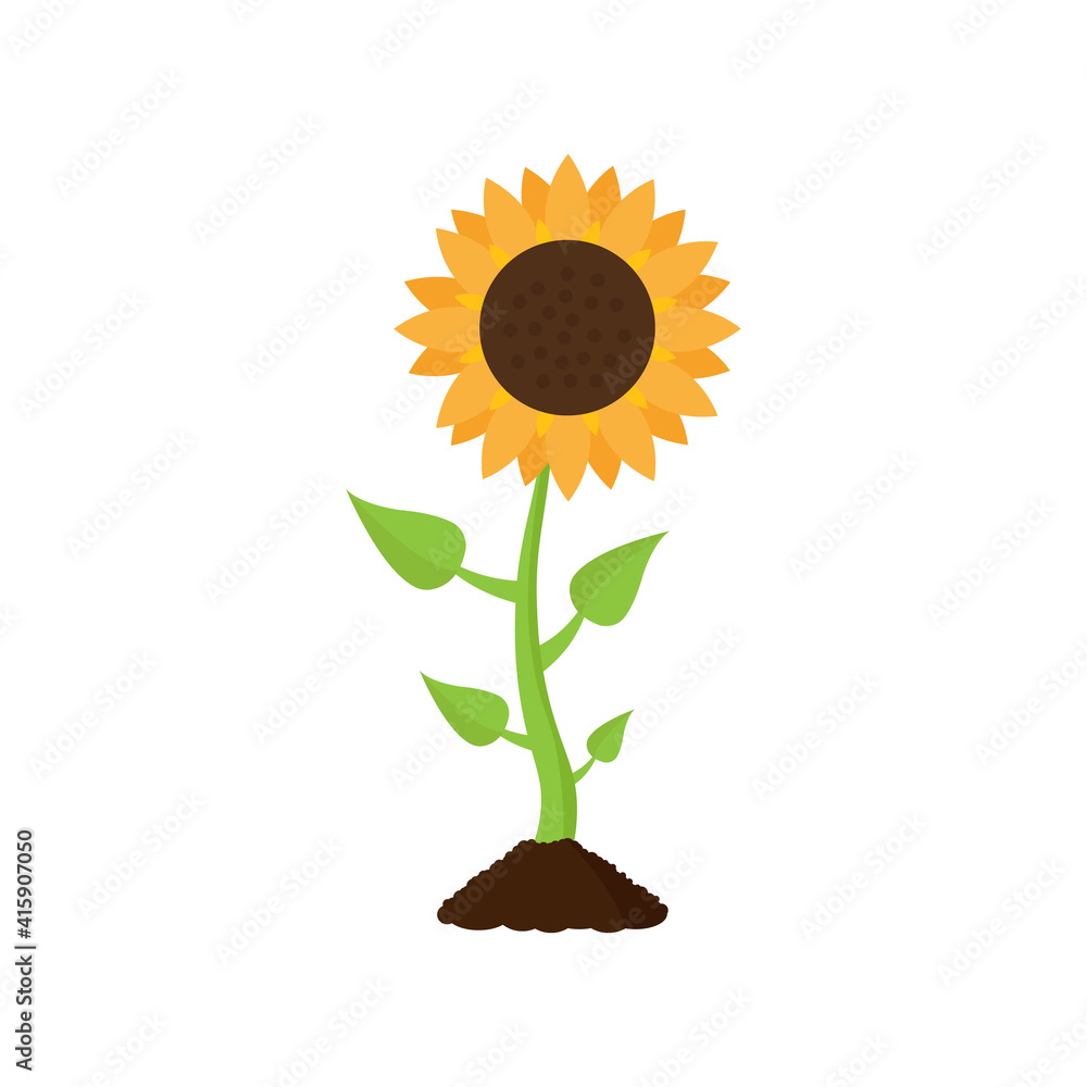 Obraz premium Sunflower with leaves. Cartoon style. Vector illustration isolated on a white background.