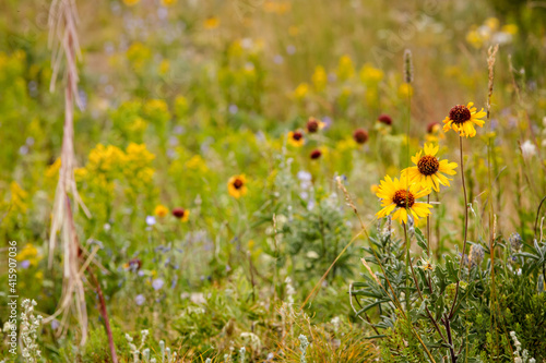 Rocky Mountain wild flowers in a meadow