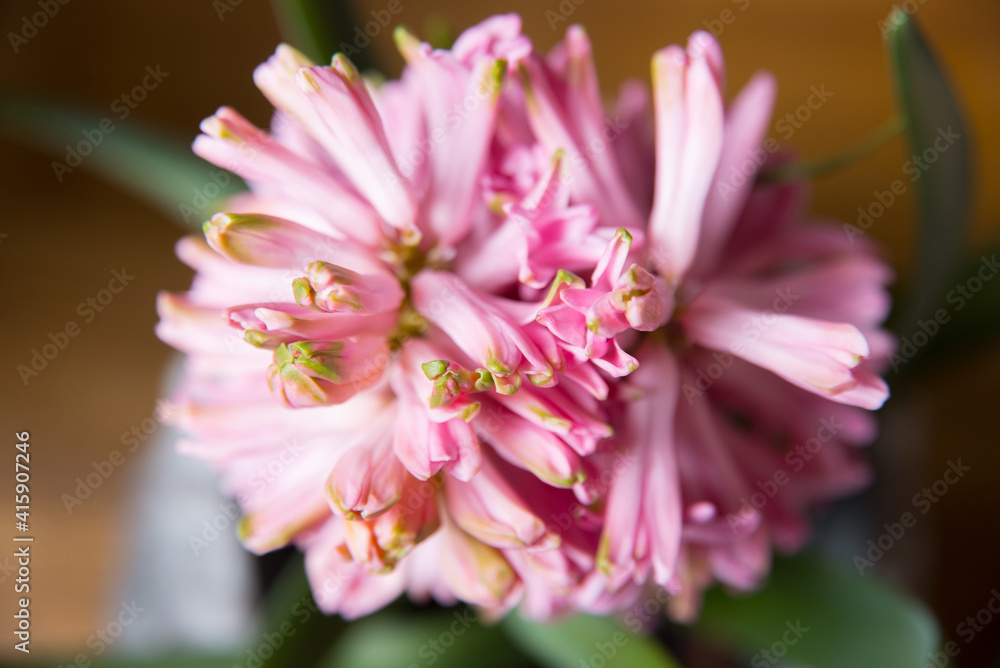 Super close up photo of pink flower. Super close up photo of pink flower.