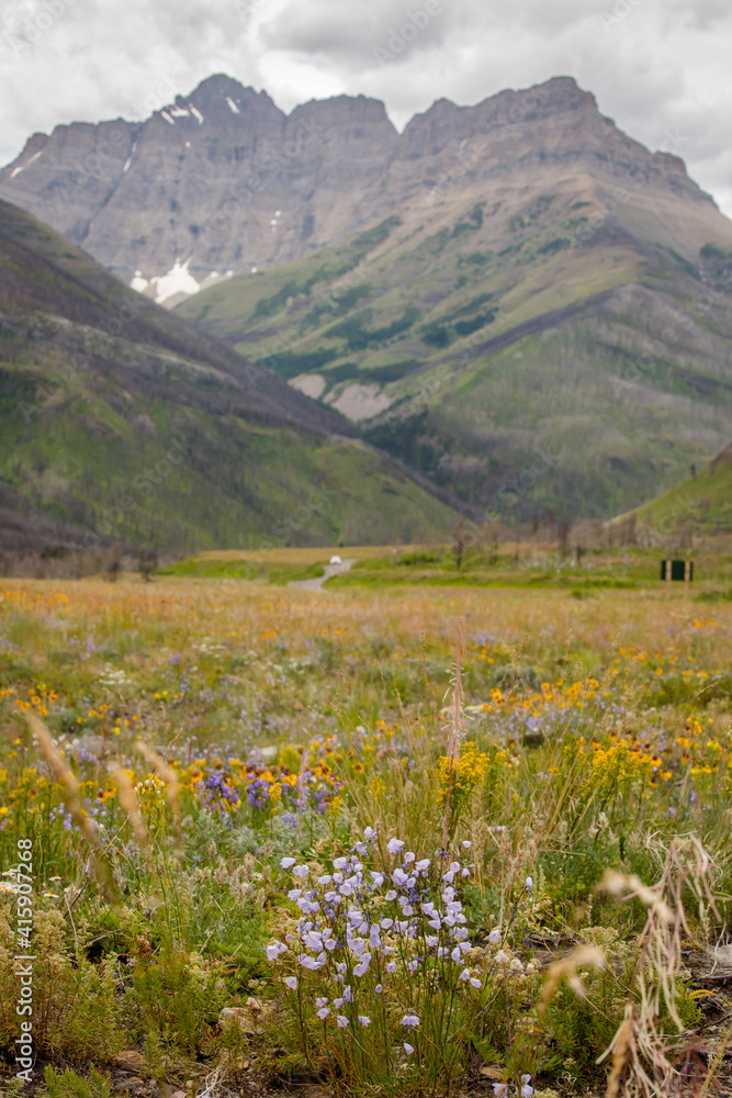 Beautiful summer wildflower field in the Rocky Mountains