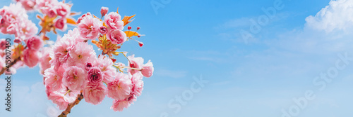 Beautiful nature scene with branches of blooming cherry tree in spring. Sakura flowers in bloom.