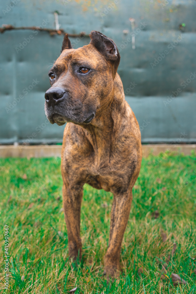 Portrait of spanish alano dog posing in the field. prey dog.
