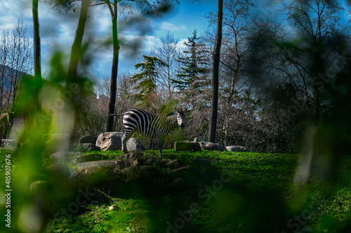 Black and white pattern zebra behind the green leaves plants in zoo during sunny day. © SKahraman