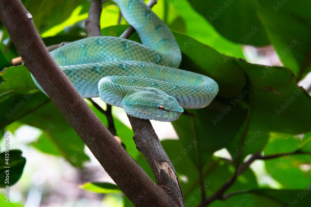 A venomous Bornean Keeled Pit Viper - snake on a tree in the jungle of Borneo, Malaysia
