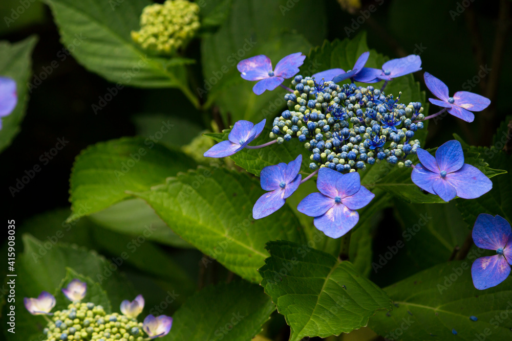 Hydrangea flowers blooming in the rainy season in Japan Hydrangea flowers blooming in the rainy season in Japan