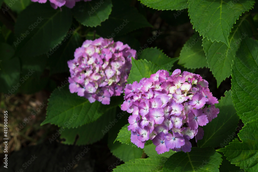 Hydrangea flowers blooming in the rainy season in Japan Hydrangea flowers blooming in the rainy season in Japan