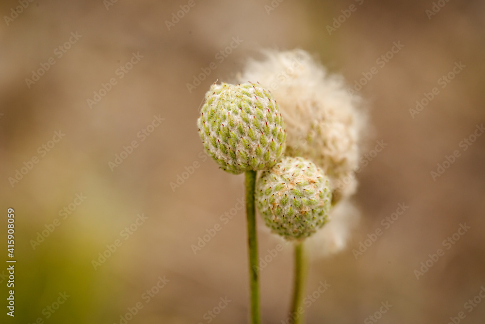 Close up of Rocky Mountain wild flowers blossoming Close up of Rocky Mountain wild flowers blossoming