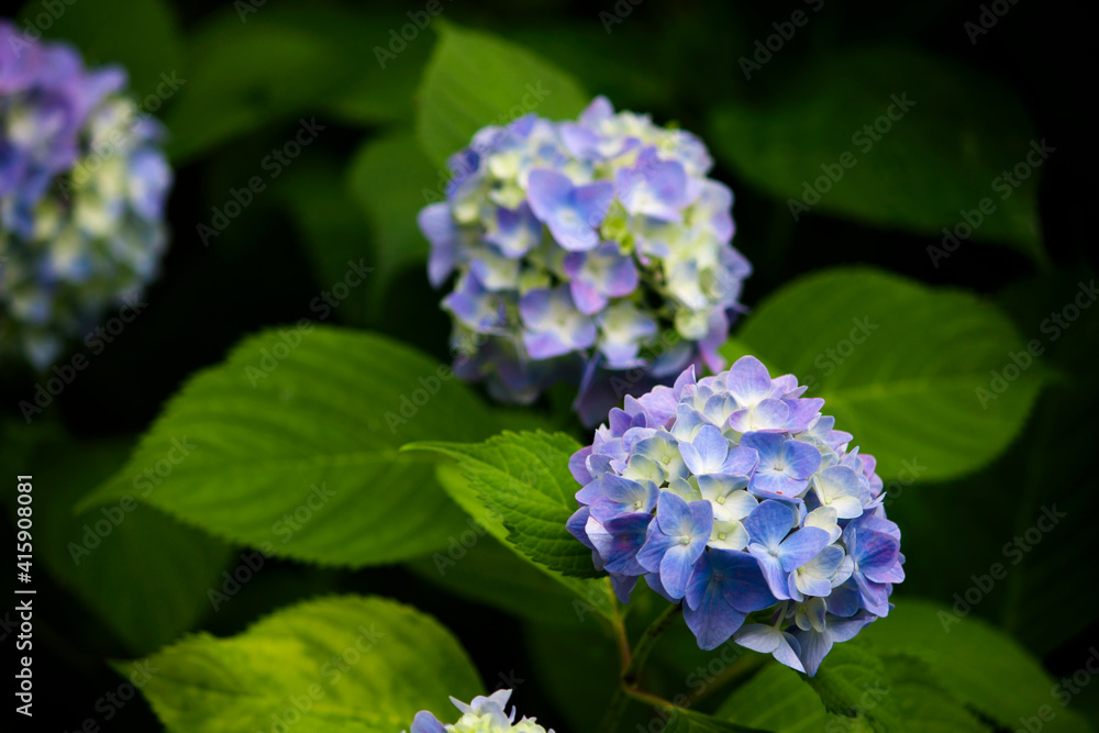 Hydrangea flowers blooming in the rainy season in Japan Hydrangea flowers blooming in the rainy season in Japan