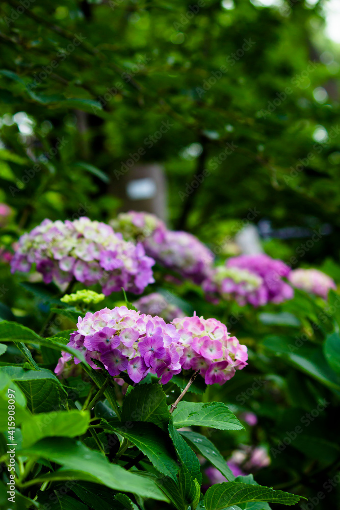 Hydrangea flowers blooming in the rainy season in Japan Hydrangea flowers blooming in the rainy season in Japan
