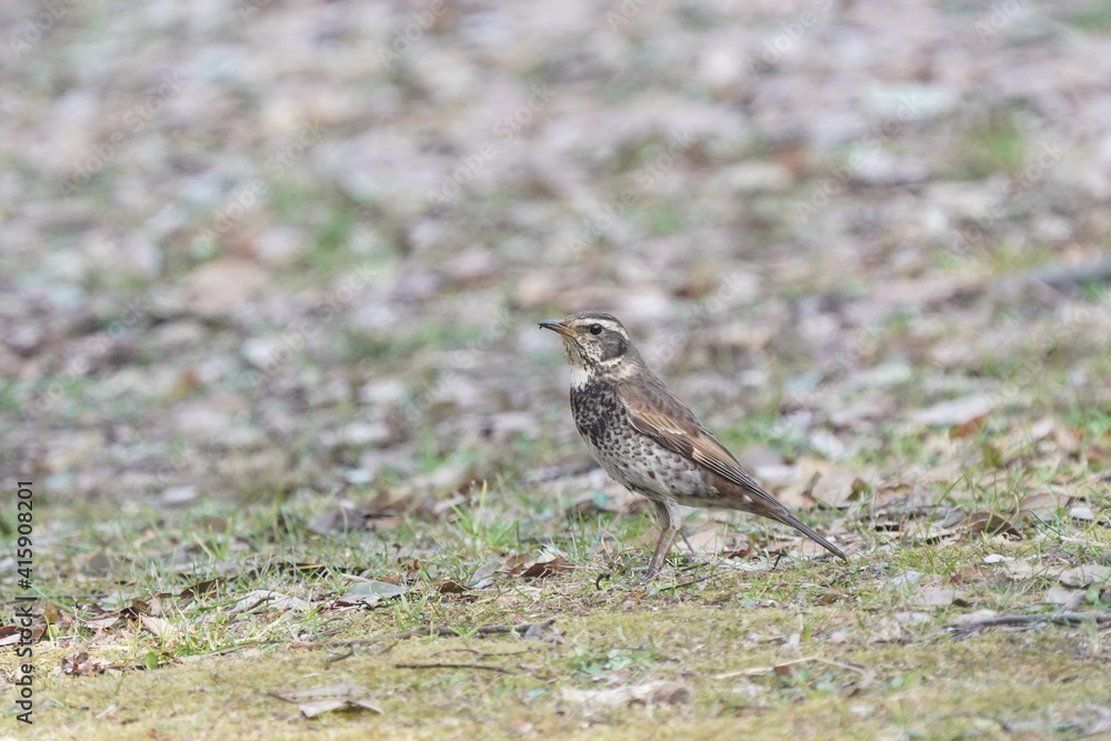 pale thrush on the ground pale thrush on the ground