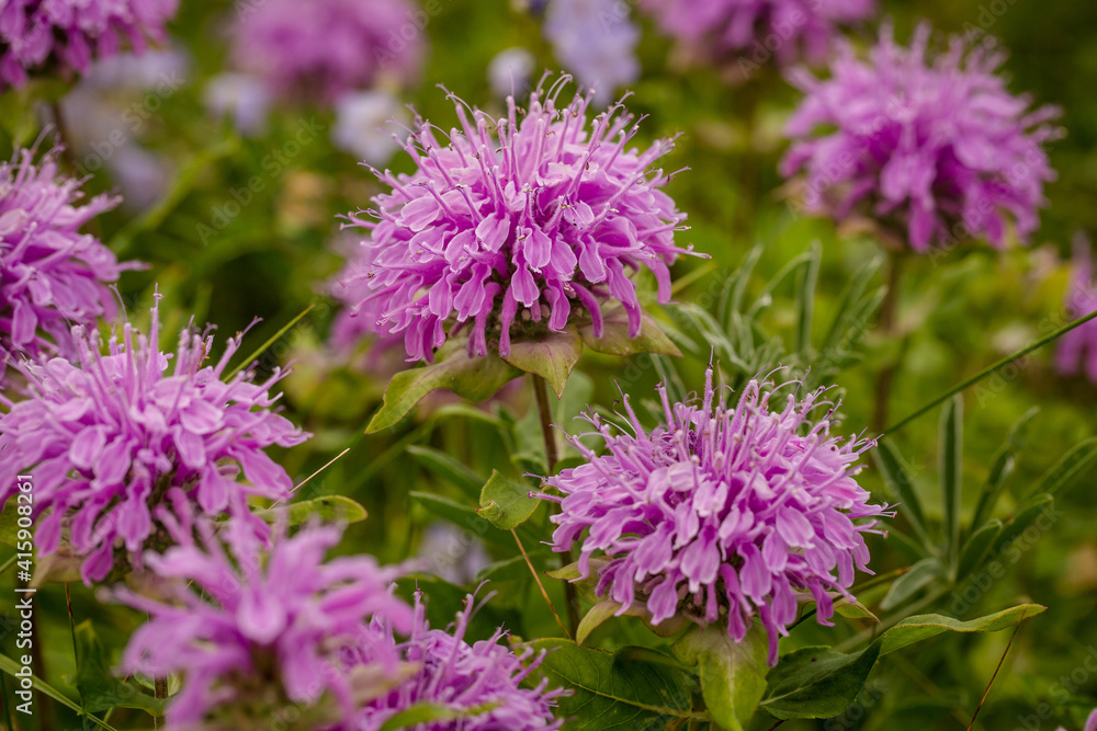 Close up of vibrant purple bee balm wild flowers Close up of vibrant purple bee balm wild flowers