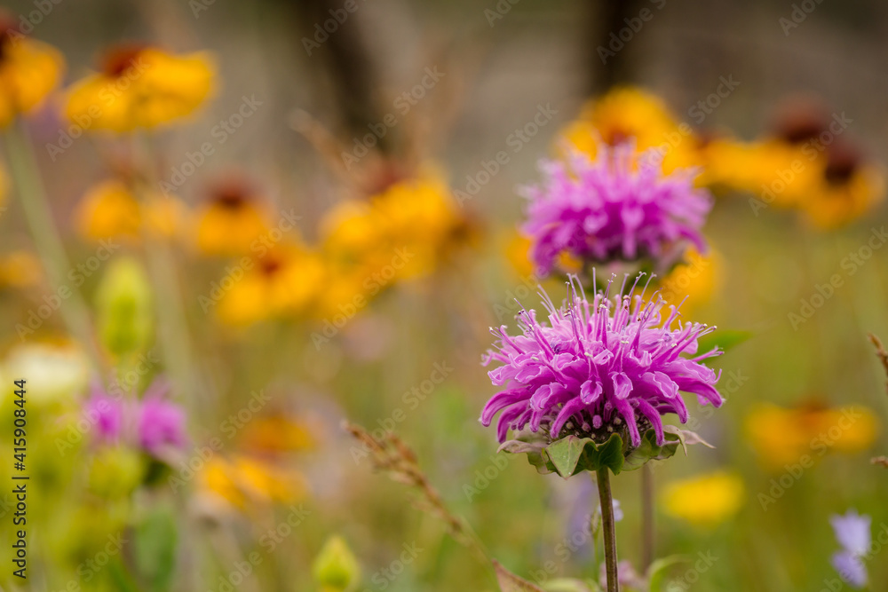 Fototapeta premium Close up of vibrant purple bee balm wild flowers