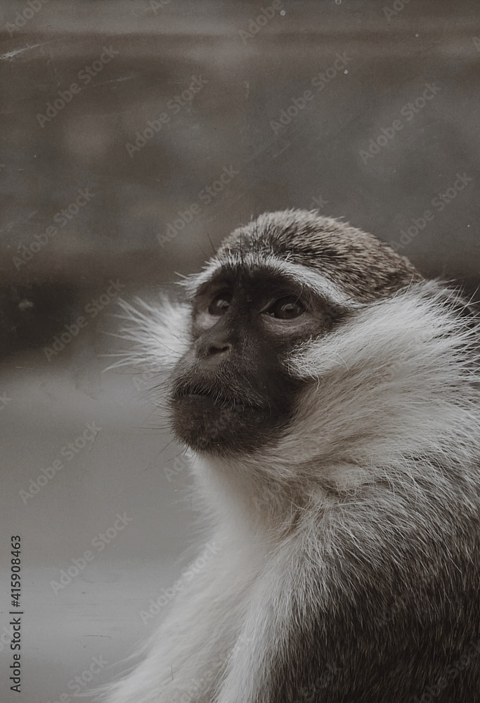 Monkey Monkey