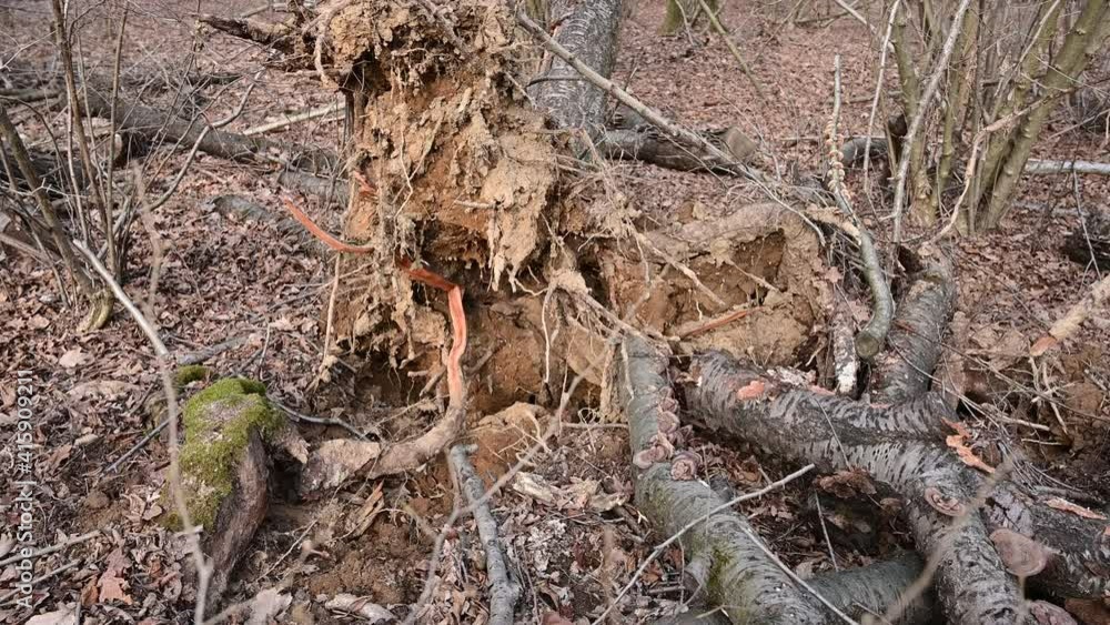 Conceptual image of decay and destruction of nature: a tree has fallen, the roots have given way and the trunk is horizontal on the forest ground. Close up shot on broken roots. Conceptual image of decay and destruction of nature: a tree has fallen, the roots have given way and the trunk is horizontal on the forest ground. Close up shot on broken roots.