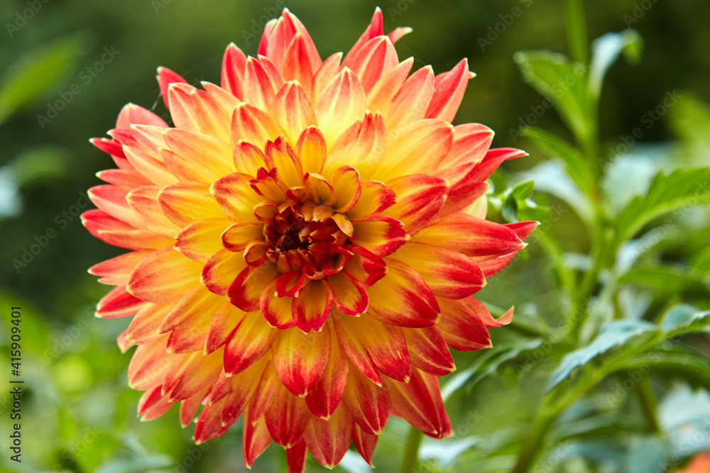 Close-up of dahlia in intense bi color. Selective focus. Close-up of dahlia in intense bi color. Selective focus.