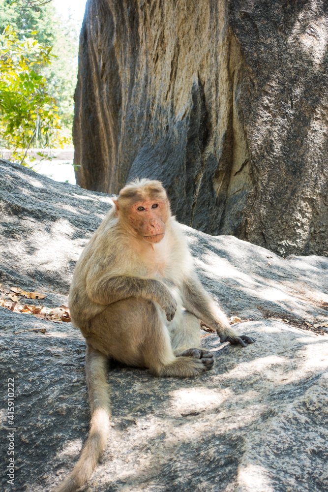 Fototapeta premium Macaque or Monkey sitting on a rock