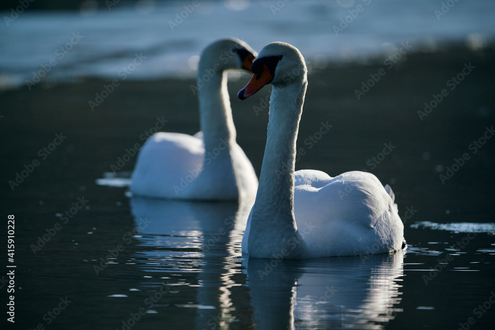 Obraz premium Cygnus, weißer Höckerschwan auf einem See bei Gegenlicht und im Winter mit Eis