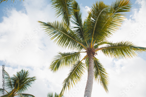 Coconut Palm trees on white sandy beach in Caribbean sea  Saona island. Dominican Republic.