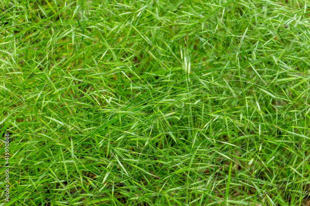 beautiful background of grass green saturated color, spring wallpaper, Place for text, copy space, flat lay, top point beautiful background of grass green saturated color, spring wallpaper, Place for text, copy space, flat lay, top point