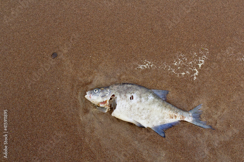 Dead fish on the sand by the sea