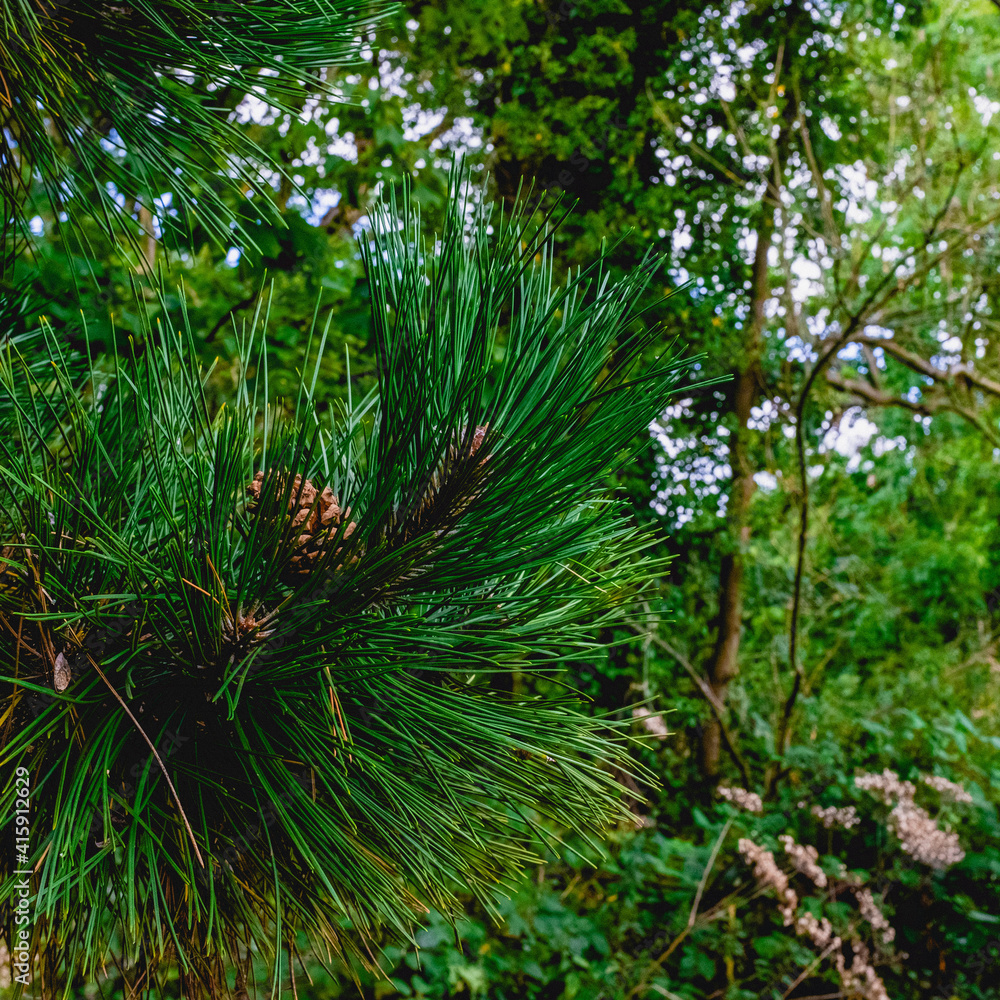 pine tree branches pine tree branches