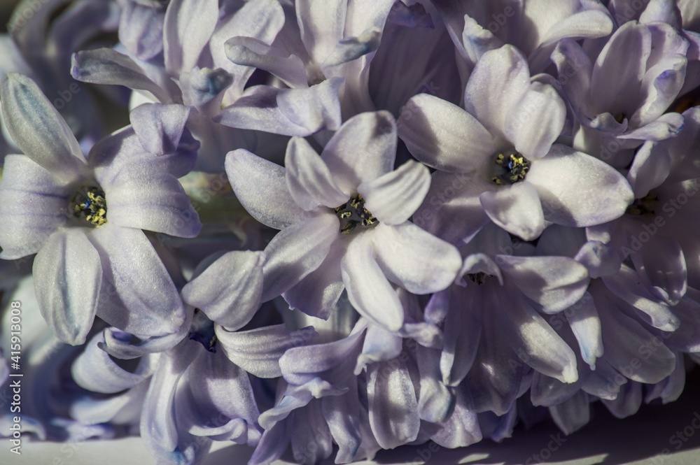 Texture of pale lilac flowers in hyacinth inflorescences