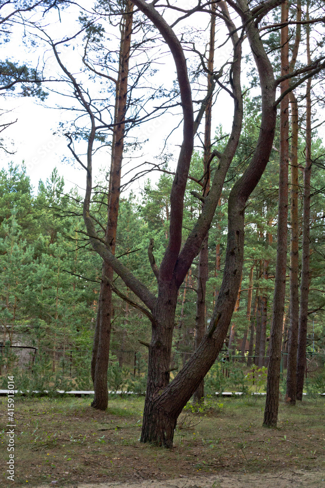 Fototapeta premium Pine forest in Palenga not far from the sea.