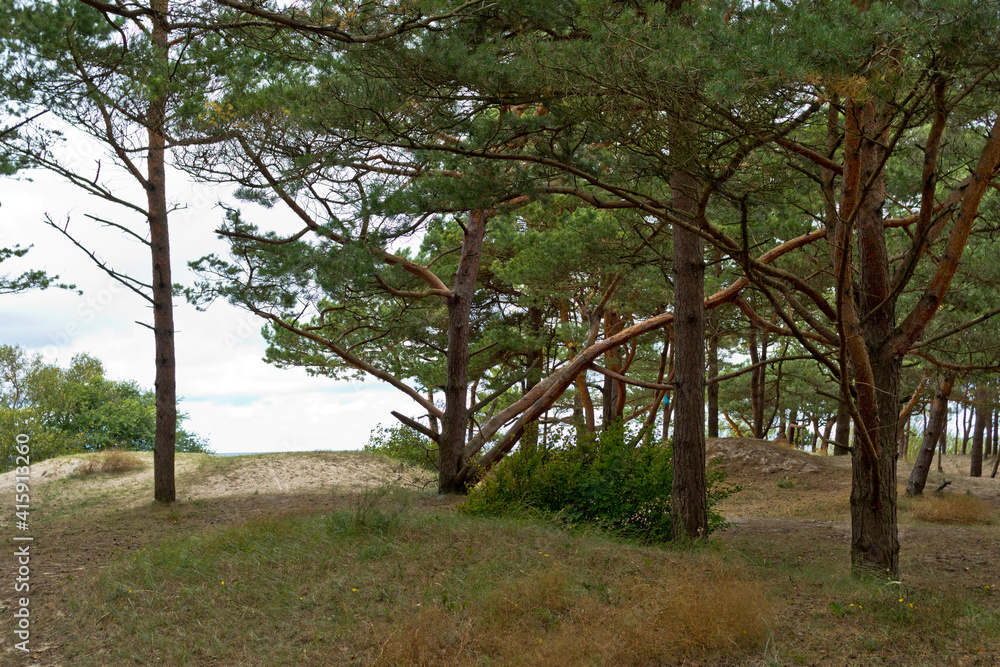 Fototapeta premium Pines on the shore of grief. Seascape in the Baltics.