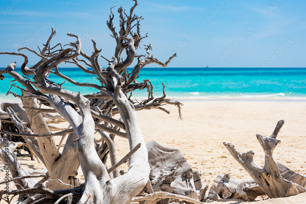 dead trees on the beach of Bambu island, Andaman Sea, Thailand