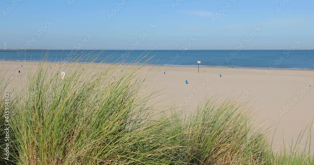 Sandy beach of the Hook of Holland, grass on the dunes in the breeze, popular seaside place Sandy beach of the Hook of Holland, grass on the dunes in the breeze, popular seaside place