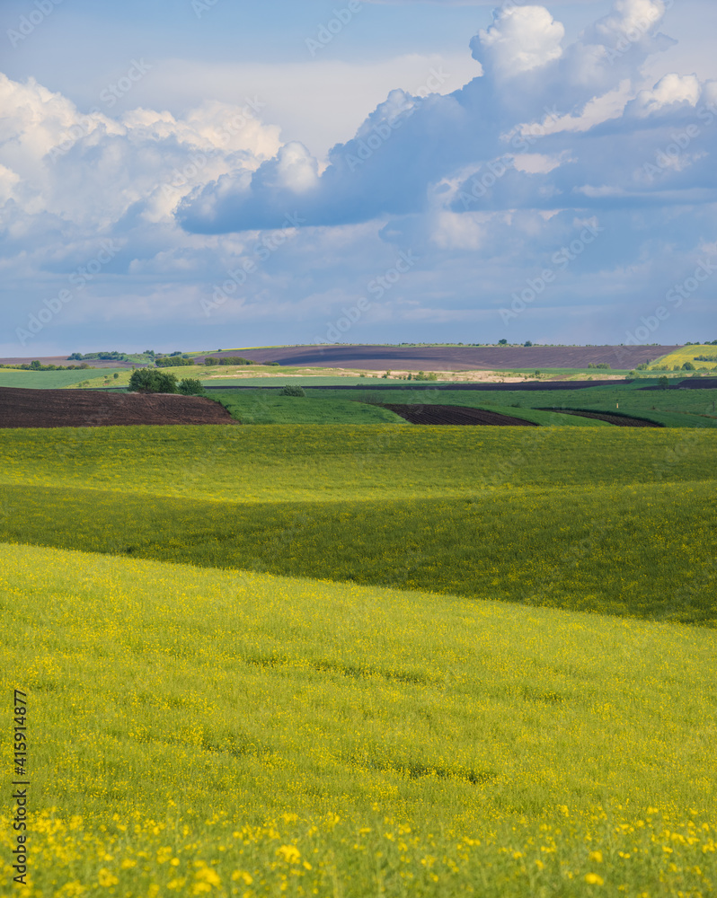 Fototapeta premium Spring evening view with rapeseed yellow blooming fields in sunlight with cloud shadows. Natural seasonal, good weather, climate, eco, farming, countryside beauty concept.