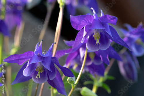 Fényképezés Perennial herb Aquilegia vulgaris with blue flowers on a dark blurred background