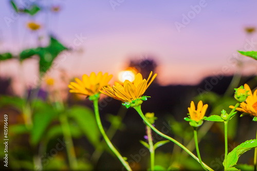 Summer Morning Sunrise Sun shining on yellow wild Flowers growing in Nature with a colourful Sky