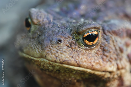 Fat toad face close-up. Portrait of a brown toad