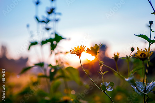 Summer Morning Sunrise Sun shining on yellow wild Flowers growing in Nature with a colourful Sky