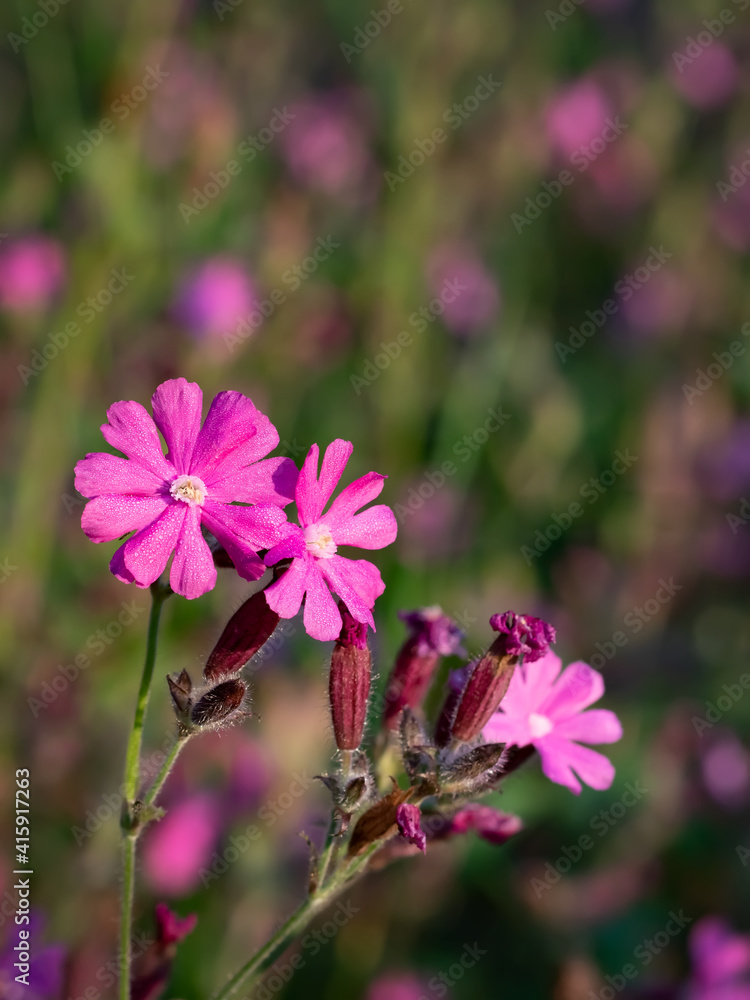 Flowers of a perennial plant Silene dioica known as Red campion or Red catchfly on a forest edge in the summer sunset, close up