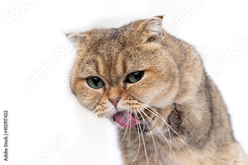 Scottish fold golden cat licks her face, washes her face with pink tongue. 