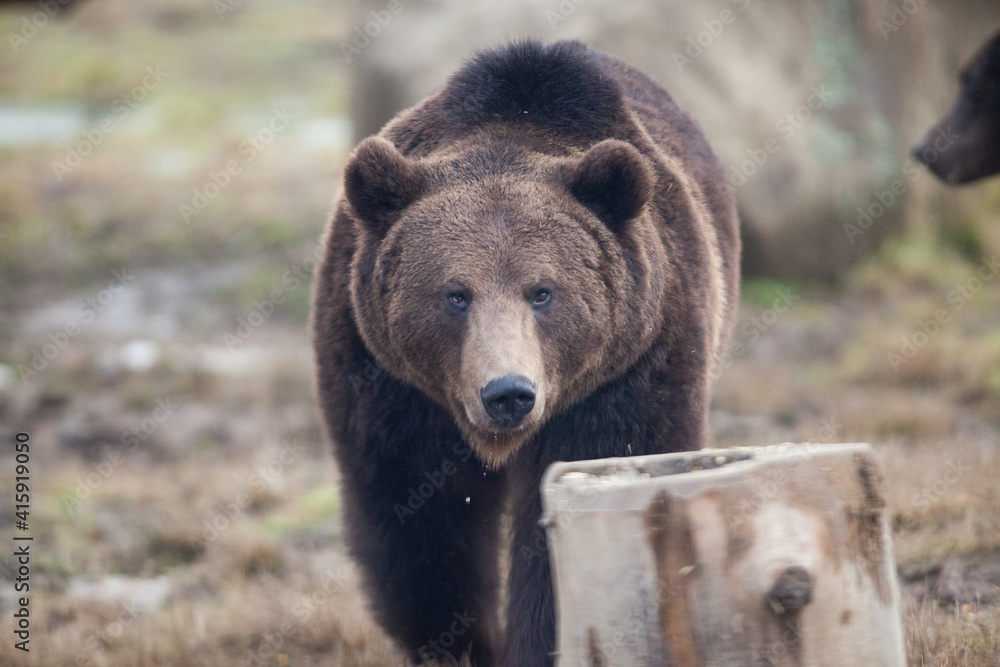 european brown bear portrait in the wilderness