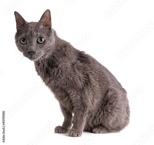 Vintage grey cat 19 years old