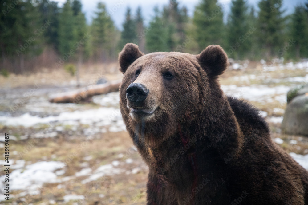 european brown bear portrait in the wilderness european brown bear portrait in the wilderness
