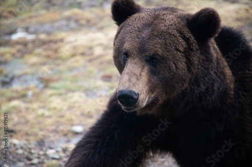 european brown bear portrait in the wilderness © Melinda Nagy
