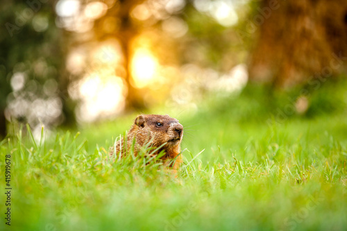 North American groundhog in nature during sunrise in the field