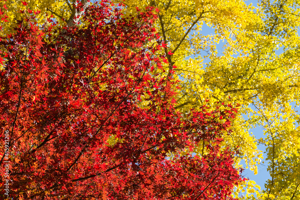 イチョウの黄葉をバックにカエデの紅葉